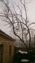 雪,往日的情真意切
