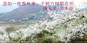 梨花盛开的季节